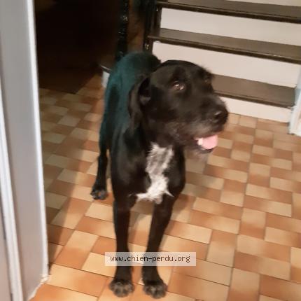 Photo 1/1 Chien retrouvé Perdu à Saint Denis Le Ferment