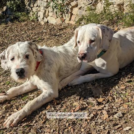 Photo de chien trouvé à Aigne