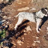 Chien Perdu Ou Trouve Belgique