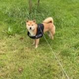 Chien Perdu Ou Trouve Belgique