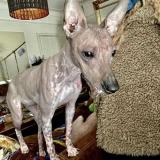 Chien Perdu Ou Trouve Belgique Chien Perdu Ou Trouve Belgique