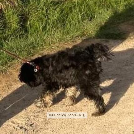 Photo 3/3 Harina Chien perdu à Replonges