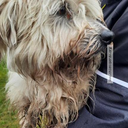 Photo de chien trouvé à Courtenay