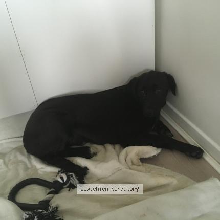 Photo 1/1 Chien retrouvé Trouvé à Issy Les Moulineaux