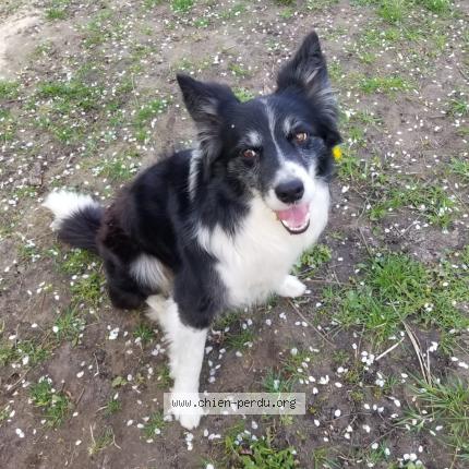 Photo de chien perdu à Buno Bonnevaux