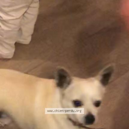 Photo de chien perdu à Pierrelaye