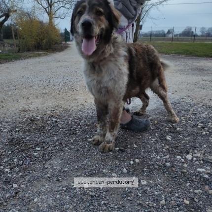 Photo de chien trouvé à Serley
