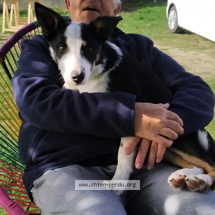 Photo de chien perdu à Beaufort En Anjou