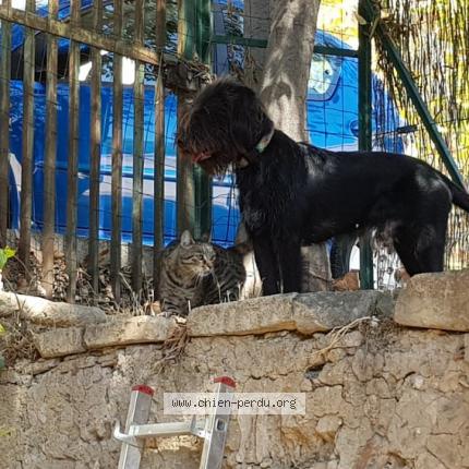 Photo 1/1 Chien retrouvé Perdu à Marseille
