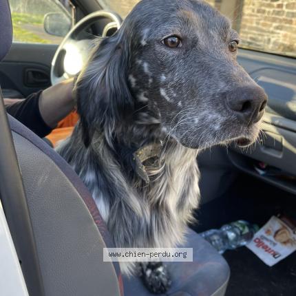 Photo de chien trouvé à Loheac