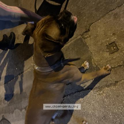 Photo de chien trouvé à Marseille