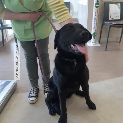 Photo 1/1 Chien retrouvé Trouvé à Piseux