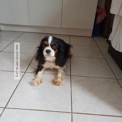 Photo 1/3 Chien retrouvé Perdu à Saint lyphard