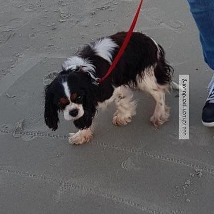 Photo 2/3 Chien retrouvé Perdu à Saint lyphard