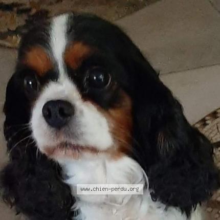 Photo 3/3 Chien retrouvé Perdu à Saint lyphard