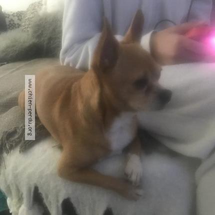 Photo de chien trouvé à Beziers