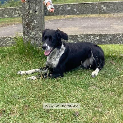 Photo de chien perdu à Saint Simon De Pellouaille