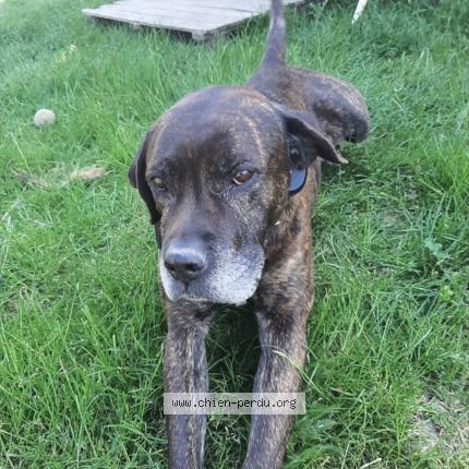 Photo 1/1 Chien retrouvé Perdu à Le cailar