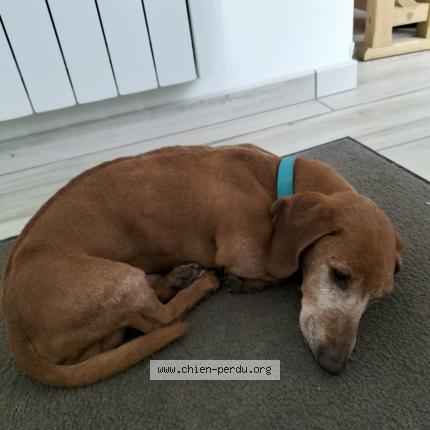 Photo 1/3 Chien retrouvé Trouvé à Gueltas