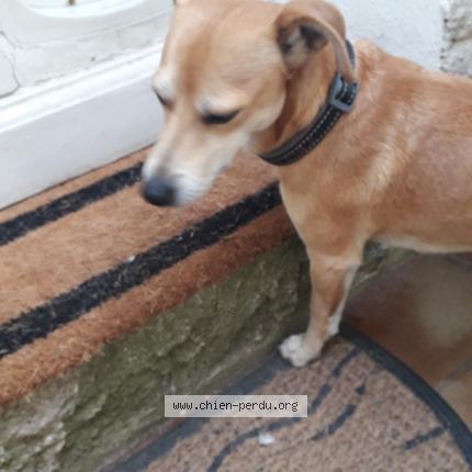 Photo 1/1 Chien retrouvé Trouvé à 83400 hyeres plage