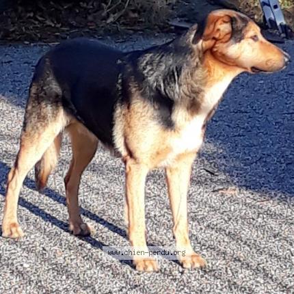 Photo de chien perdu à Preserville