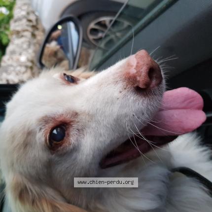 Photo 1/1 Chien retrouvé Trouvé à Poligny