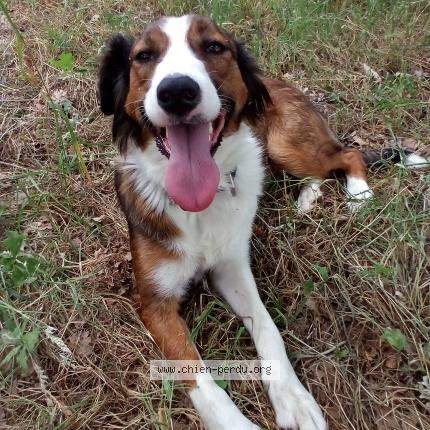 Photo 1/1 Chien retrouvé Perdu à Saint Marcellin En Forez