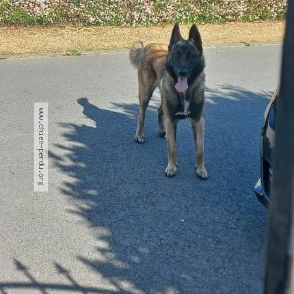 Photo 1/1 Chien retrouvé Trouvé à Plouha