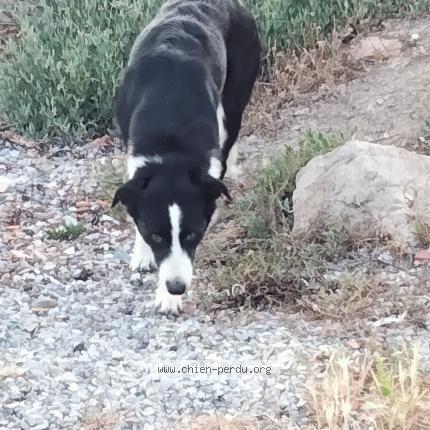 Photo 1/1 Chien retrouvé Perdu à Balaruc Les Bains