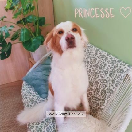 Photo de chien perdu à Ollioules