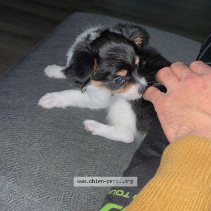 Photo 1/1 Chien retrouvé Perdu à Peschadoire