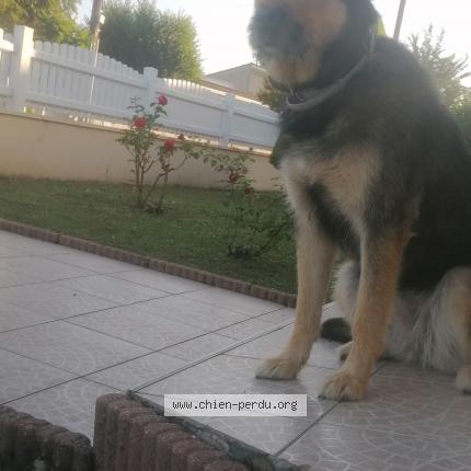 Photo 1/1 Chien retrouvé Perdu à Chateau L Eveque
