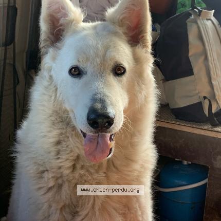 Photo de chien perdu à Thiviers