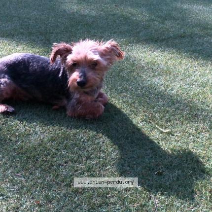 Photo de chien perdu à Chassagny