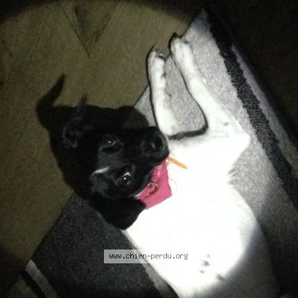 Photo de chien perdu à Aspet