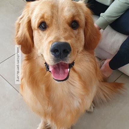 Photo 1/5 Aslo Chien perdu à Pollestres