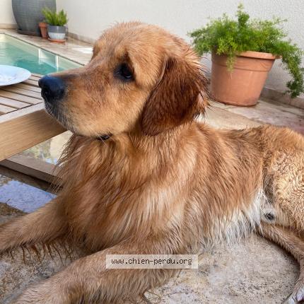 Photo 2/5 Aslo Chien perdu à Pollestres