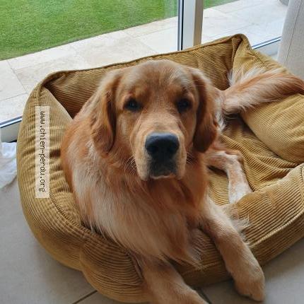 Photo 3/5 Aslo Chien perdu à Pollestres