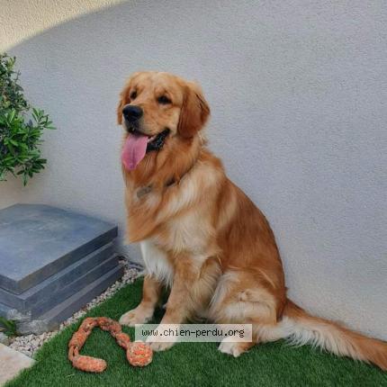 Photo 4/5 Aslo Chien perdu à Pollestres