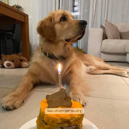 Photo 5/5 Aslo Chien perdu à Pollestres