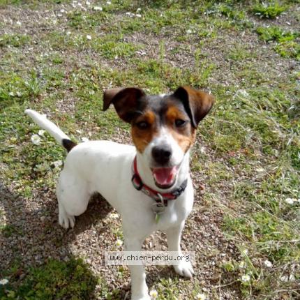 Photo 1/2 Chien retrouvé Perdu à Marthod