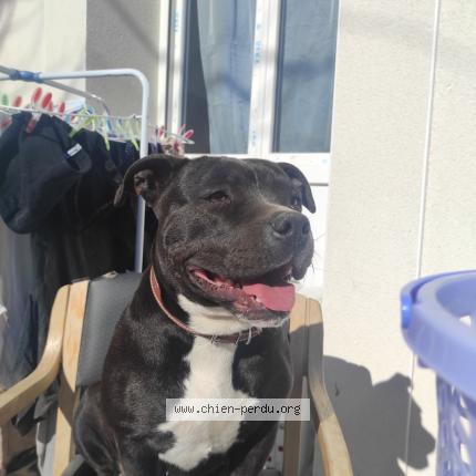 Photo 1/1 Chien retrouvé Perdu à Perpignan