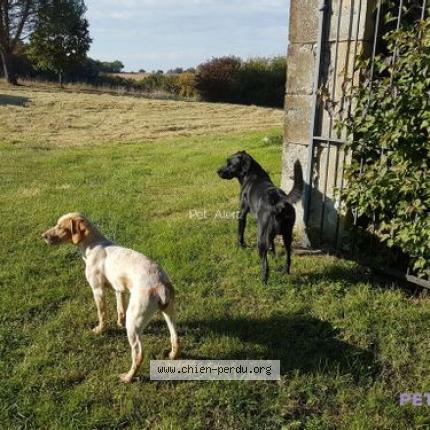 Photo de chien perdu à Montesquiou