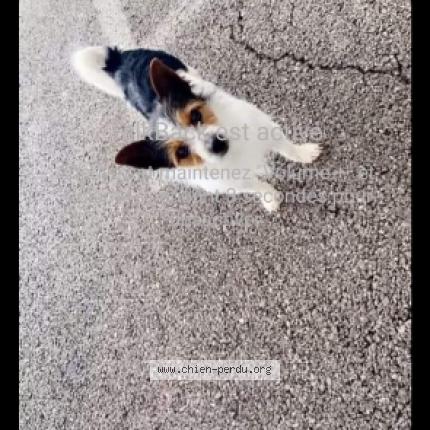 Photo de chien perdu à Longue La Ville