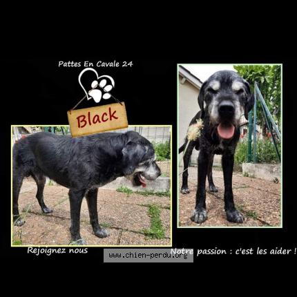 Photo 1/2 Chien retrouvé Perdu à Monsec