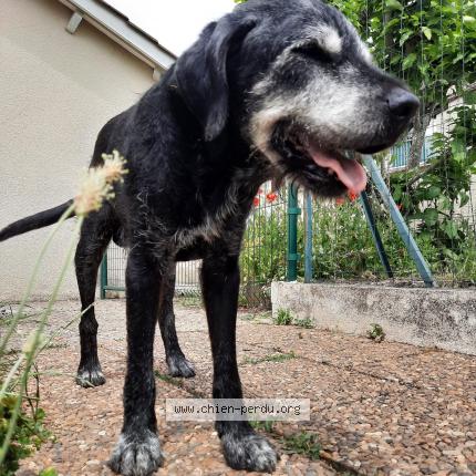 Photo 2/2 Chien retrouvé Perdu à Monsec
