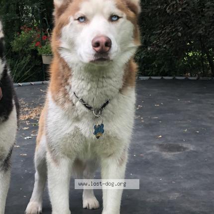 Photo 1/1 Kai Chien perdu à Bloomingdale