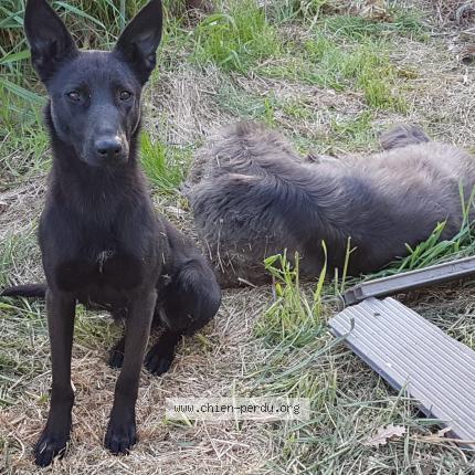 Photo de chien perdu à Margon