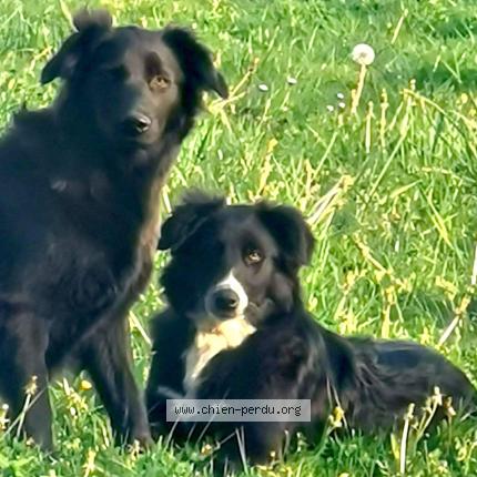 Photo de chien perdu à Verdets