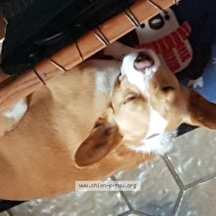 Photo de chien trouvé à Brest